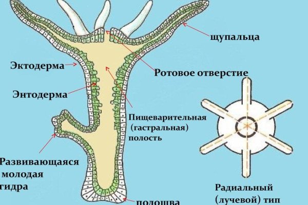 Kraken настоящая ссылка