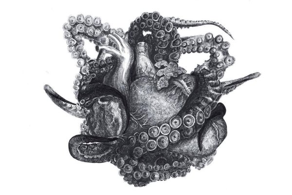 Kraken darknet ссылка тор