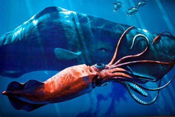 Kraken 20at