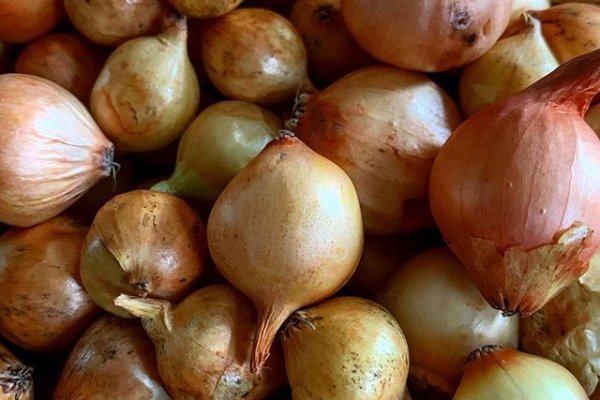 Кракен зеркало ссылка онлайн