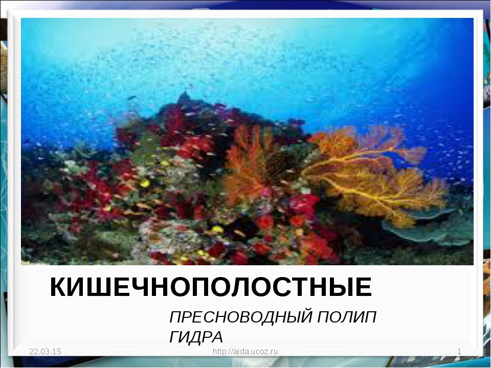 Kraken at зеркало