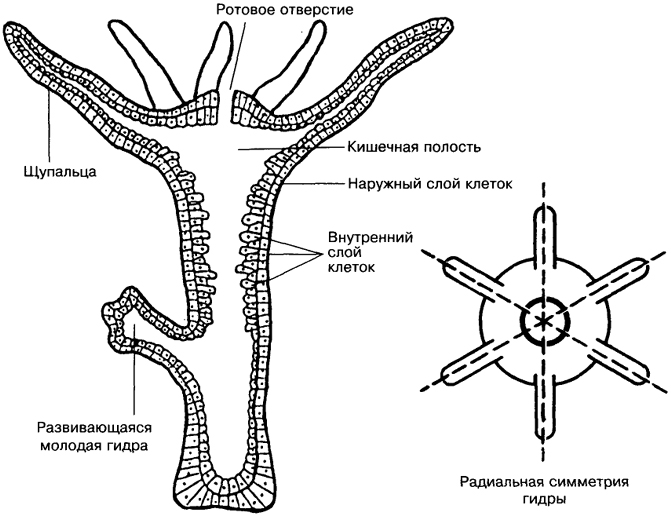 Kraken ссылка kraken link24 info